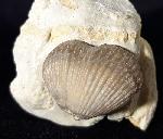 Cyclothyris globosa (ARNAUD 1872) - Bild © FossNet FossilienStore